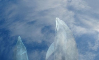  Incongruous encounter